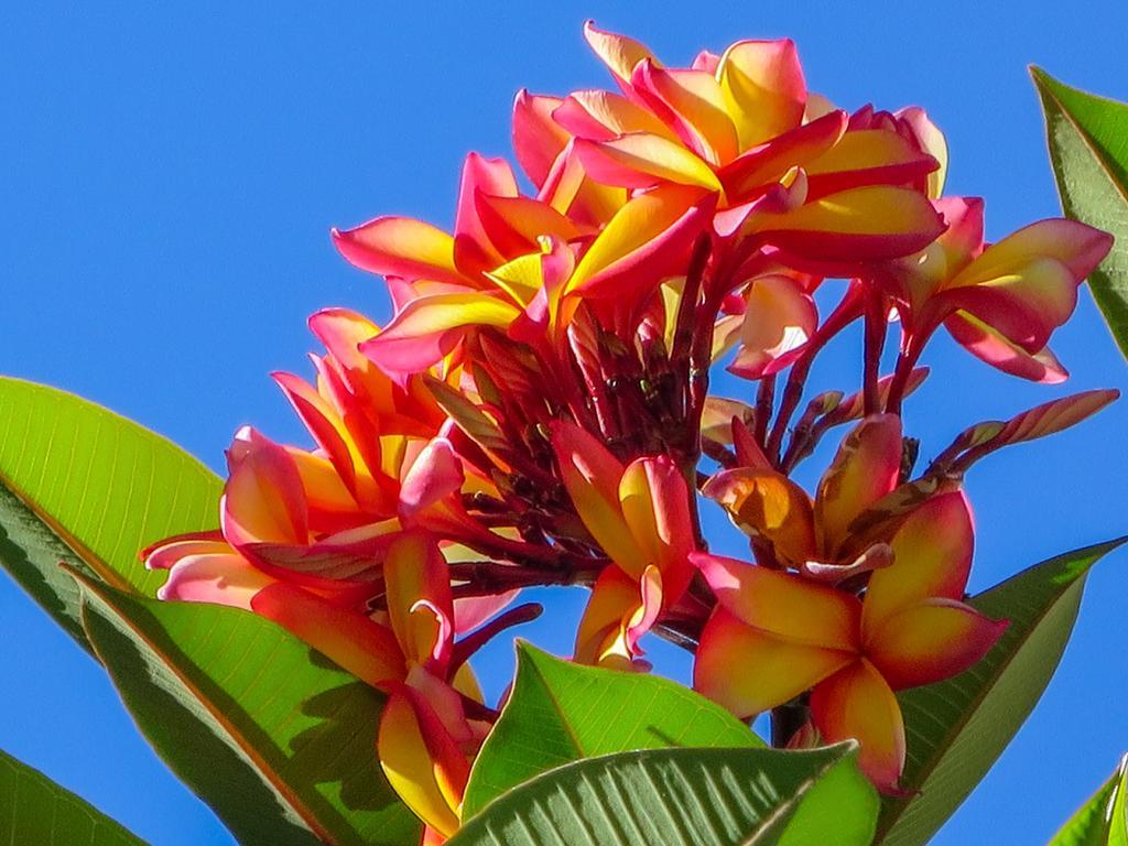 Marlin Waters Beachfront Apartments Palm Cove Esterno foto