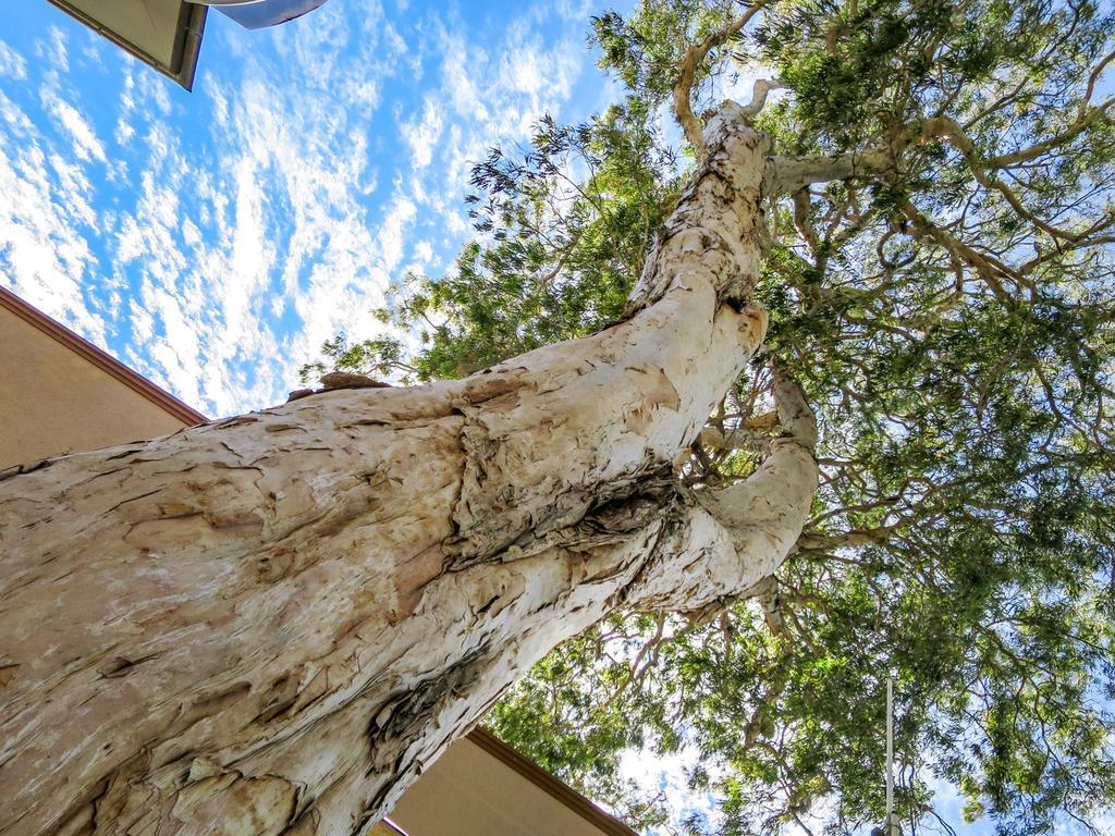 Marlin Waters Beachfront Apartments Palm Cove Esterno foto