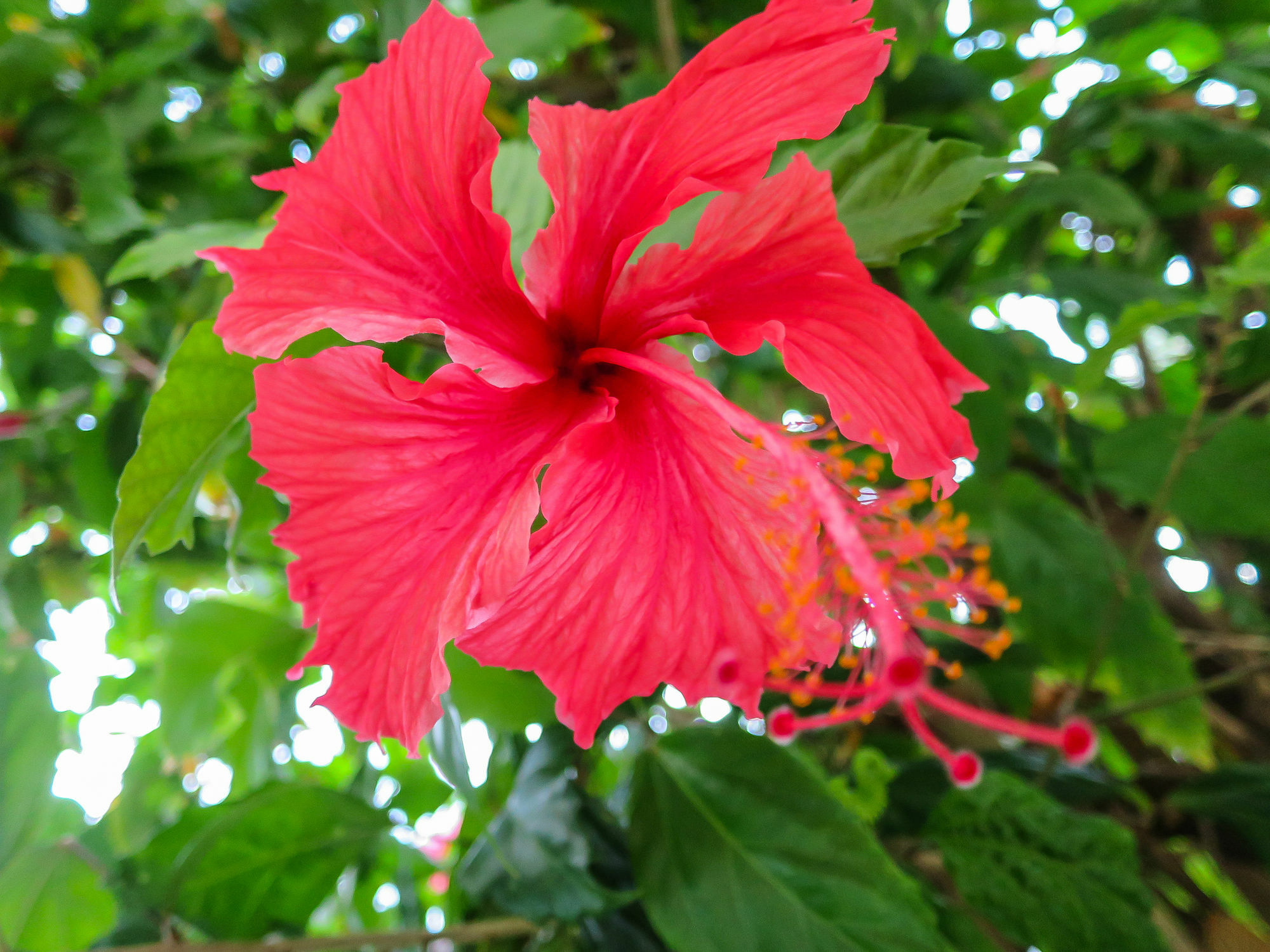 Marlin Waters Beachfront Apartments Palm Cove Esterno foto