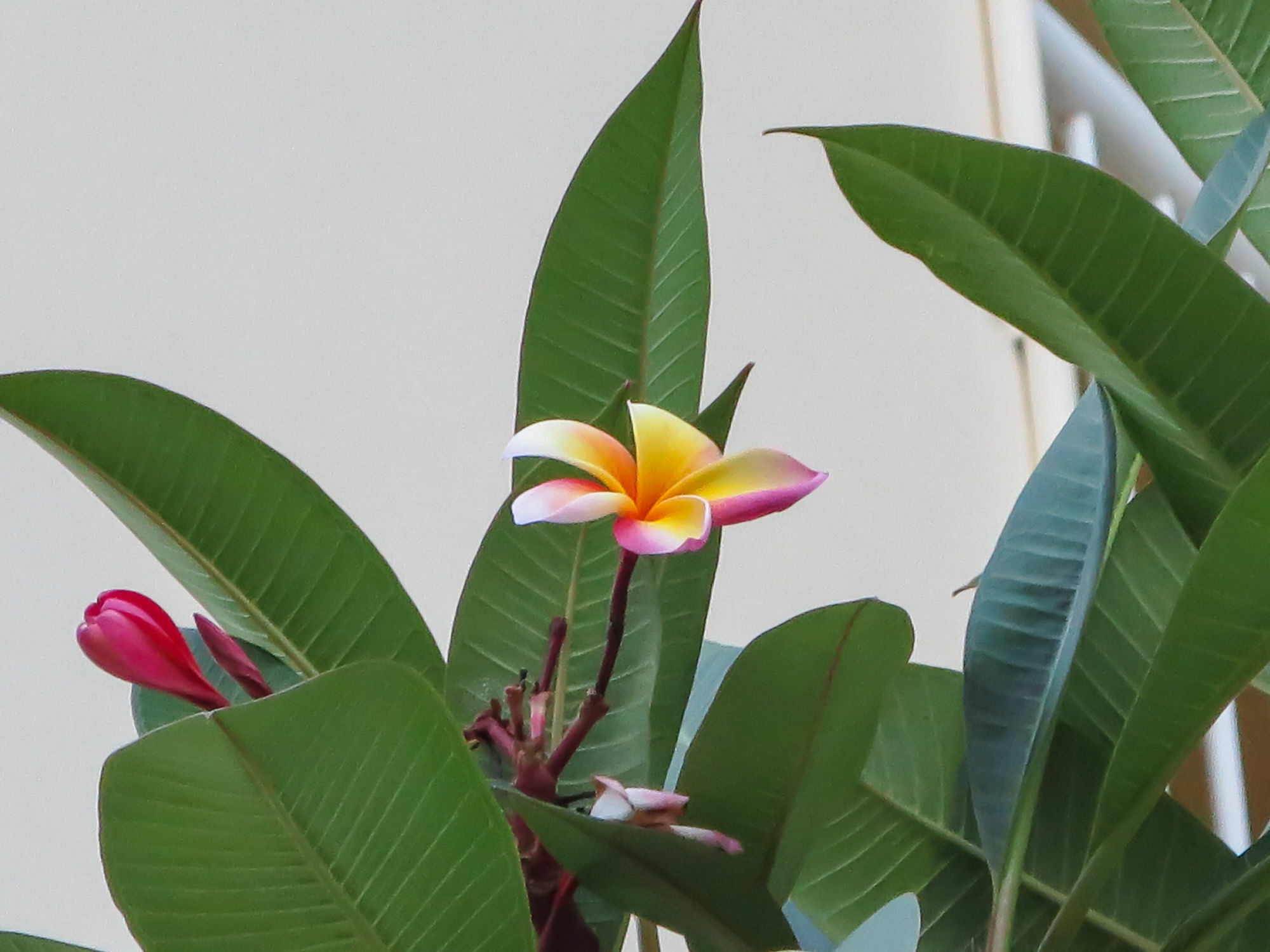 Marlin Waters Beachfront Apartments Palm Cove Esterno foto